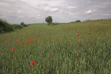 field