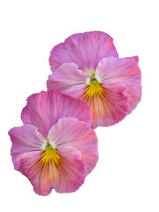 antique pink pansies isolated