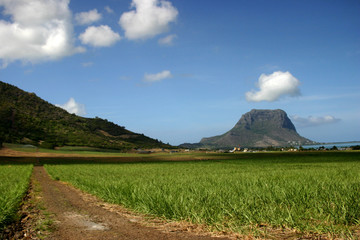 canne à sucre ile maurice