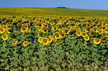 nature jaune