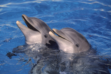 dauphins