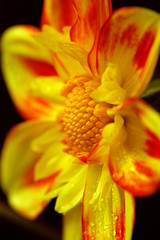 multi-colored flower