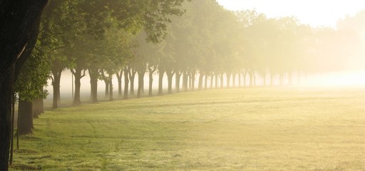 line of trees fades in the morning fog