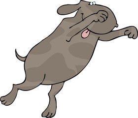 pouncing dog