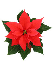 poinsettia