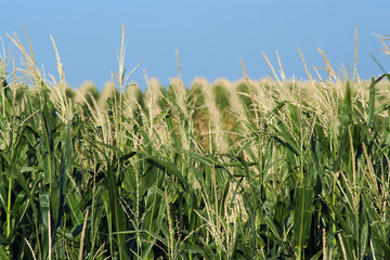 hilly cornfield