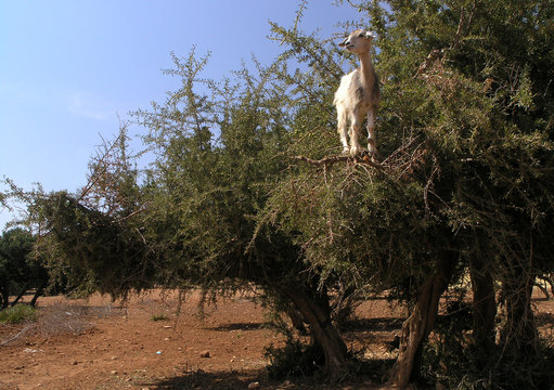  ch&egrave;vre des arganiers