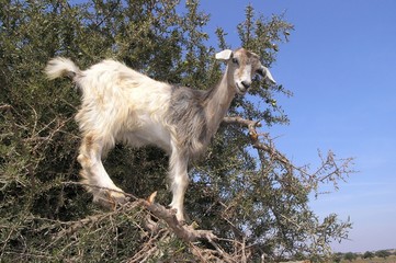 chèvre sur arganier