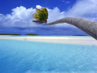 bending palm