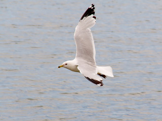 Fototapeta na wymiar seagull soaring over lake backdrop