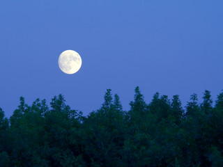 Fototapeta na wymiar bright full moon over trees at dusk