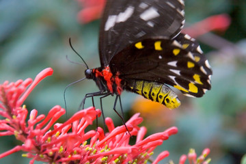 black and red butterfly
