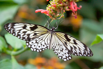Naklejka na ściany i meble black and white striped butterfly resting on pink flower