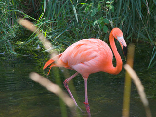 flamingo walking through water