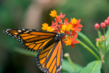 closeup of monarch butterfly feeding