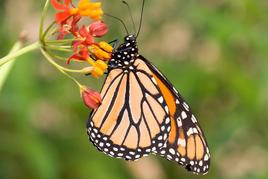 profile of monarch butterfly feeding