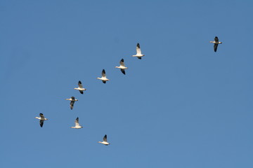 snow  geese