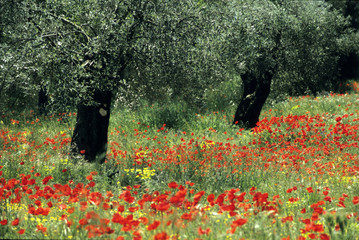 oliviers aux coquelicots © Adrien Roussel