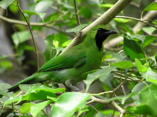 green bird