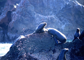 otaries jouants