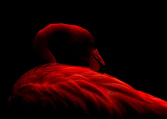 Fotobehang flamingo © Роман Дакиан