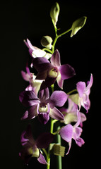 Fototapeta na wymiar orchidée 3