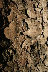 baumrinde