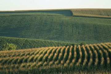 hilly cornfields