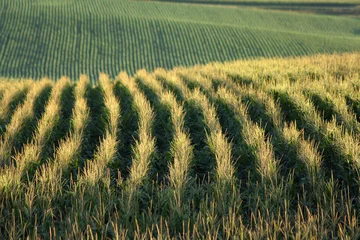 Photo sur Plexiglas Campagne cornfield
