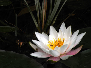 flower   nymphea alba