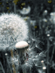 dandelion   flower