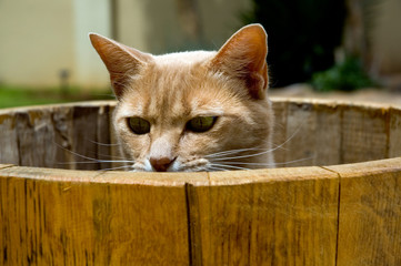 cat in barrel