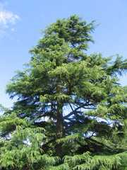 Fototapeta premium large tree