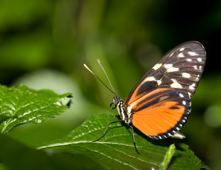 Fototapeta na wymiar insect 007 butterfly