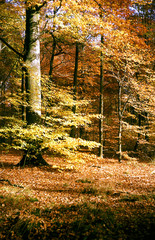 automne dans la forêt