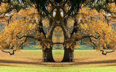 arbre magique