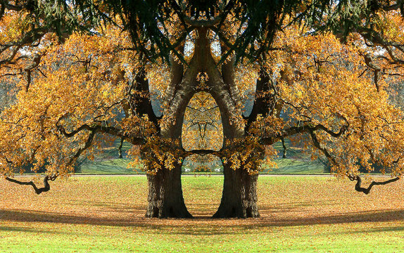 arbre magique