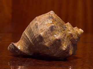 cockle-shell