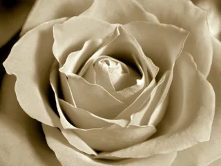 Fototapeten weiße Sepia-Rose © AndreasG