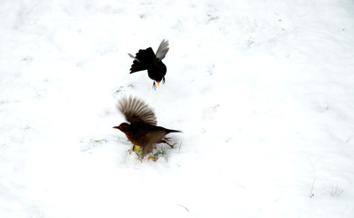 oiseaux en hiver