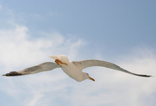 m&ouml;we