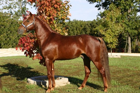 autumn horse