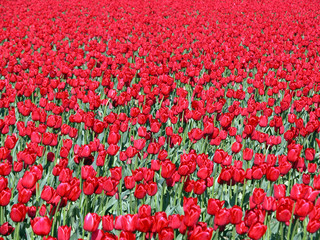 red tulip