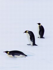 Fototapeta na wymiar decentralizacja pingwiny
