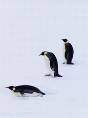 Fotobehang devolution of the penguins © Jan Will