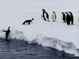 Tuinposter pinguïn vlucht © Jan Will