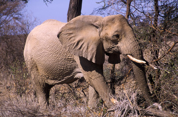 Fototapeta premium elephant