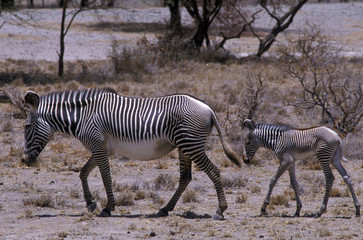 Fototapeta na wymiar rodzina zebra