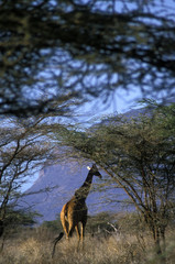 giraffe in trees