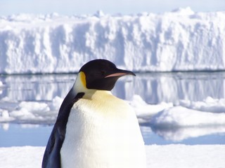 penguin ii